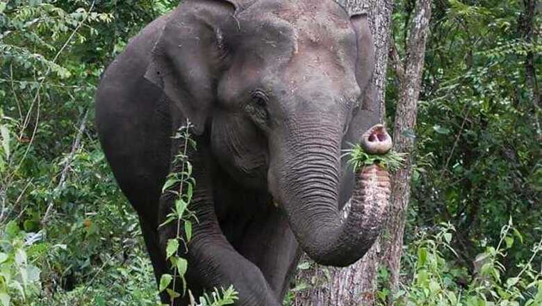 Tamil Nadu: Elephant tramples woman to death