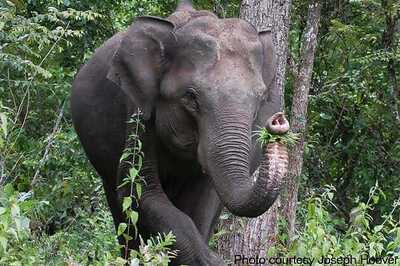 Tamil Nadu: Elephant tramples woman to death