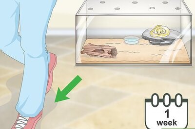 How to Build a Relationship with Your Snake