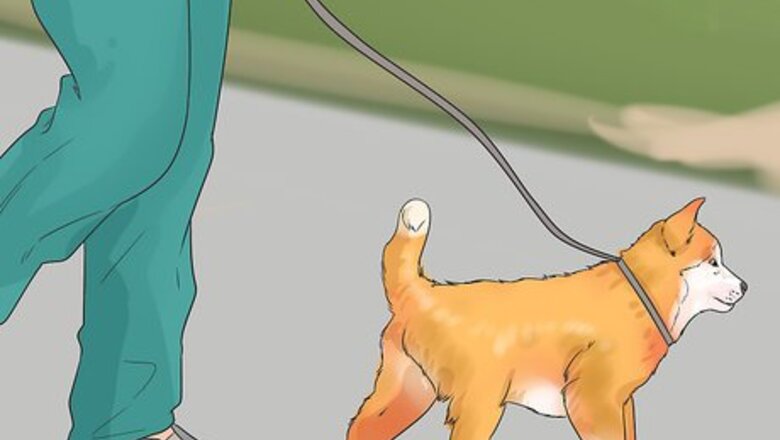 How to Introduce Your New Dog to Dogs in the Neighborhood