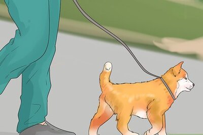 How to Introduce Your New Dog to Dogs in the Neighborhood