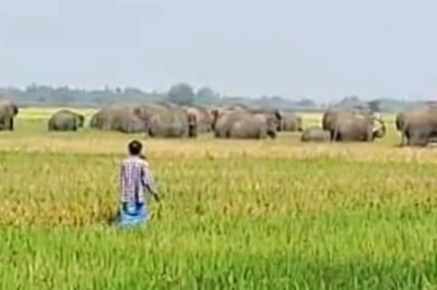 Elephants Attack North Bengal Village, Damage Crops, Property