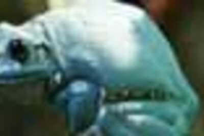 Belarus begins construction of tunnel for frogs