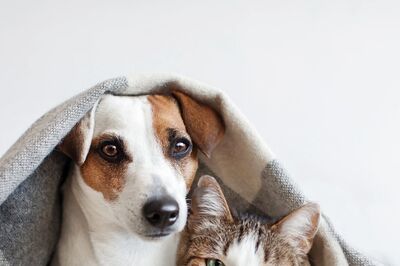 Divorce Woes: Spanish Courts Will Now Decide Who Keeps the Pets