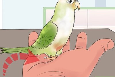How to Interact with Your Conure