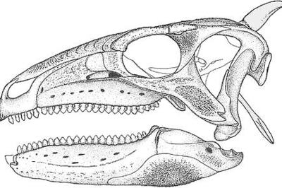 Long Neglected After Landmark Discovery, Armored Dinosaur Finally Gets Its Due