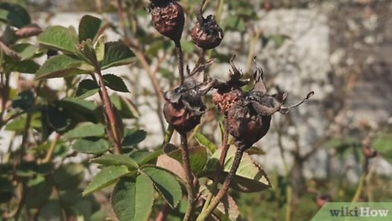 How to Dry Rose Hips for Tea