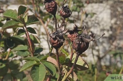 How to Dry Rose Hips for Tea