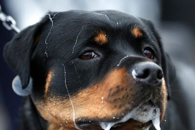 Mumbai Court Gives 3 Months’ Jail Term to Owner of Rottweiler Who Bit 72-Year-Old Man