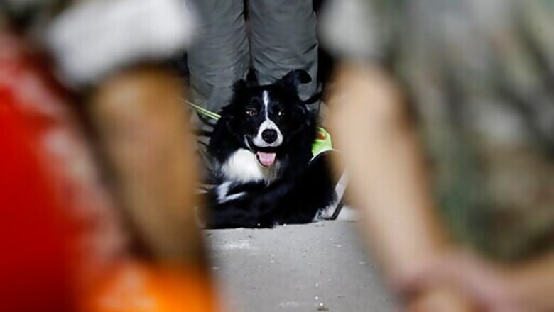 Beirut Search Effort Sparked By Dog Stops, No Survivor Found