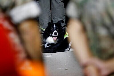 Beirut Search Effort Sparked By Dog Stops, No Survivor Found