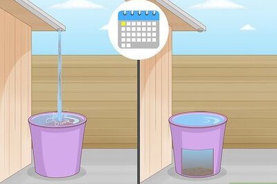 How to Water a Bromeliad Plant