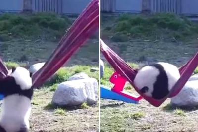 Baby Panda Tries To Climb Hammock, What Happened Next Will Bring A Smile To Your Face