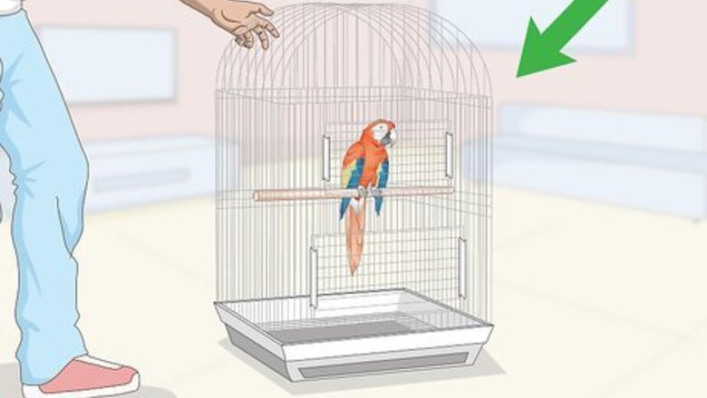 How to Teach Parrots to Talk