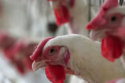 WHO Voices Alarm At Rising Bird Flu Cases, Calls It 'Enormous Concern'