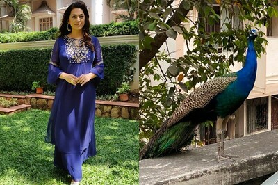 Juhi Chawla Shares Stunning Pics of Peacocks Roaming on Mumbai Streets; See Here