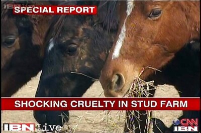 Six race horses die of malnutrition, over 40 found abandoned