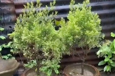 Why Rainy Season Is Best For Planting Trees