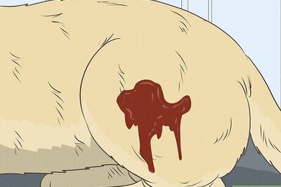 What to Do If Another Dog Bites Your Dog & When to See a Vet