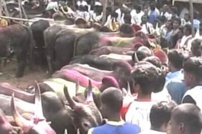 Bull fight gets bloody in Tamil Nadu, 2 killed