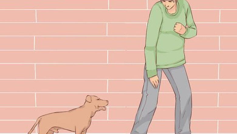 How to Know if Your Old Dog Stops Recognizing People