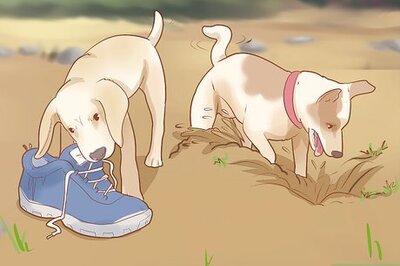 How to Stop Destructive Behavior in Dogs