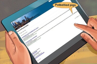How to Have a Potbellied Pig for a Pet