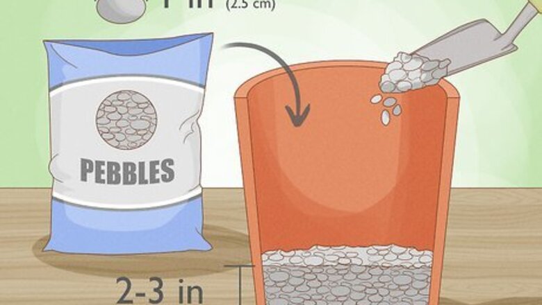 How to Grow a Rubber Tree