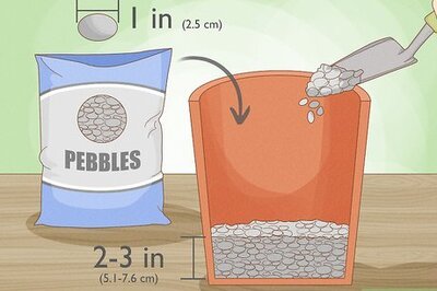 How to Grow a Rubber Tree