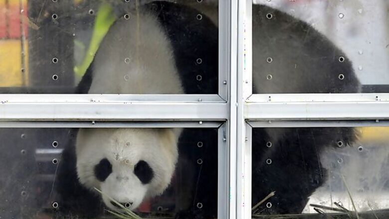 Giant pandas get a celebrity welcome in Belgium