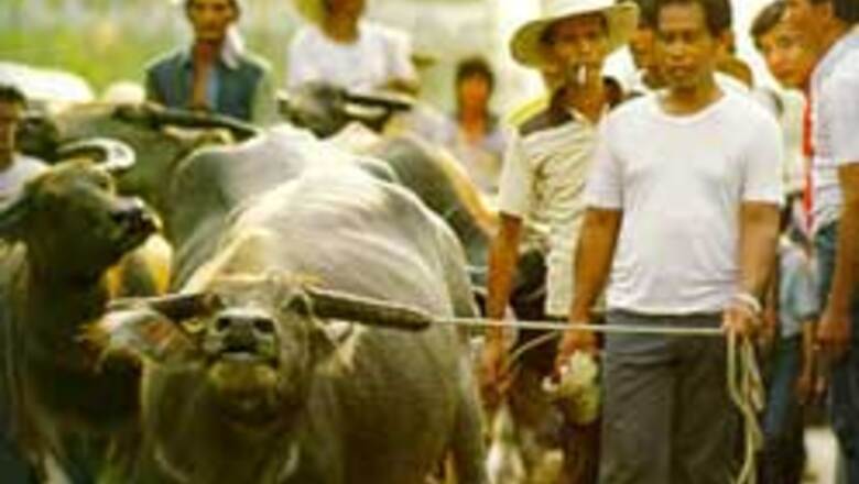 Buffaloes blessed and honoured