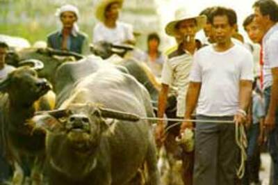 Buffaloes blessed and honoured