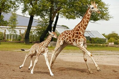 Millions Tune in as April the Giraffe Finally Welcomes Her Calf