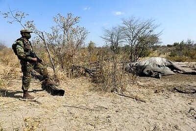 Botswana says natural toxin could be behind elephant deaths