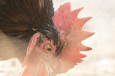 H5N2 Bird Flu: First Man To Contract Disease Died Of Multiple Factors