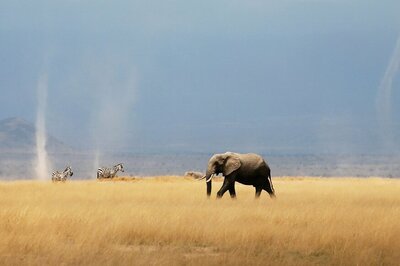 Zimbabwe Says 200 Elephants Have Now Died Amid Drought, Plans for Mass Relocation Underway