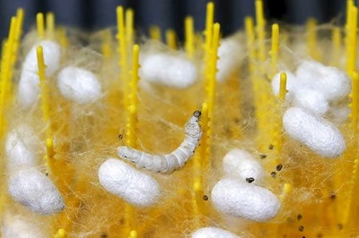 Tribal communities in India spinning their way out of poverty