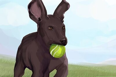 How to Train Big Dogs