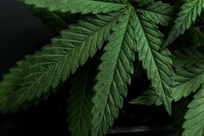 No Complete Ban on Cannabis, Medical Use Allowed: Centre to Delhi HC