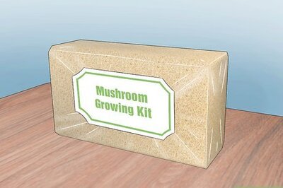 How to Grow Hydroponic Mushrooms