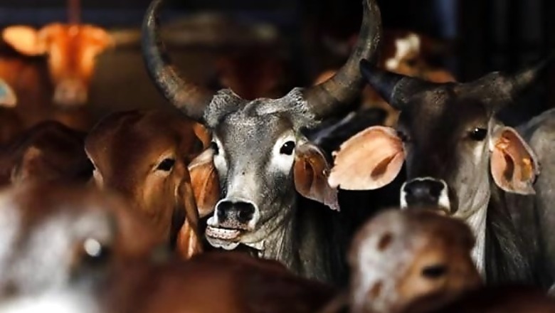 Chennai: DK to hold 'Beef banquet' to protest against ban on cow slaughter, beef-eating