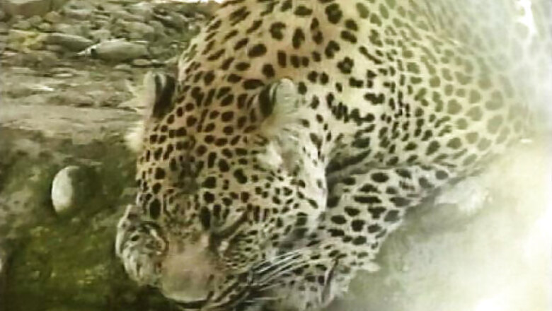 Gujarat: Leopard dies of electric shock