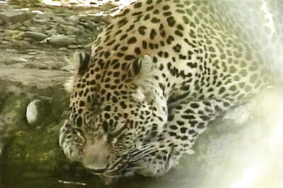 Gujarat: Leopard dies of electric shock