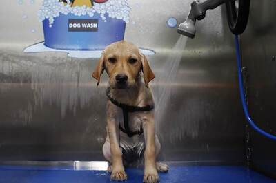 5 easy tips to clean your pet's mess