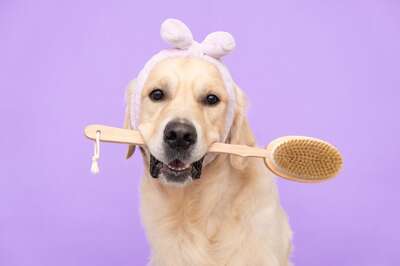 Common Myths About Pet Care New Fur Parents Should Avoid