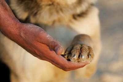 Dog, Puppies Rescued from Under Rail Heap Near Bhopal Station in 6-hour Operation