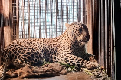 'Nazar Lag Gayi': Man-Eater Leopards Give Sleepless Nights To Villagers in UP's Bijnor, Kill 25 In Over A Year