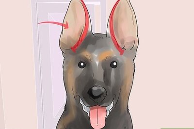 How to Tape Up Stubborn German Shepherd Puppy Ears