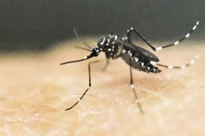 Kerala Reports 14 Cases of Zika Virus, State Draws up Action Plan to Control Spread