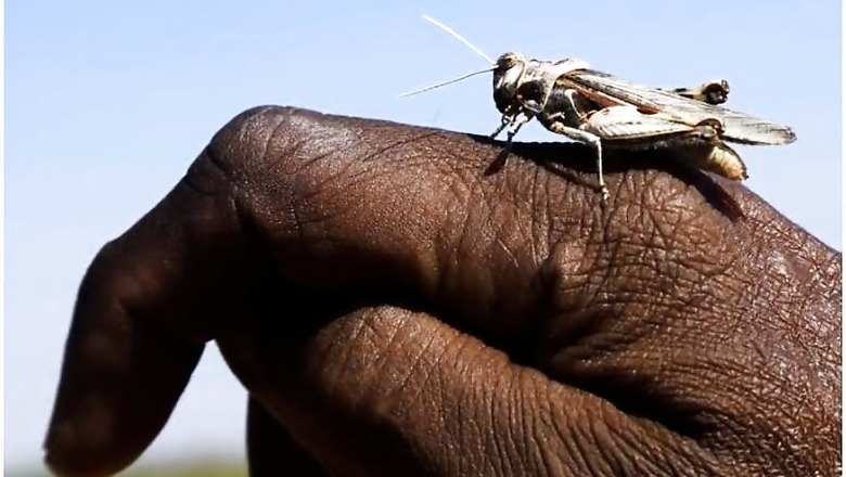 India Has Ordered Machines From UK to Control Locust Swarms, Says Agriculture Minister Tomar
